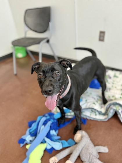 Katara-- SPONSORED ADOPTION FEE, Adoptable, Young Female Pit Bull Terrier & Mixed Breed.