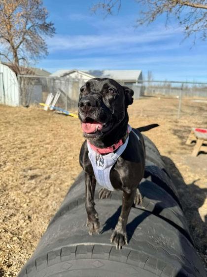 Enlarge Katara-- SPONSORED ADOPTION FEE, a Adoptable mixed breed in Aberdeen, SD image 2/3