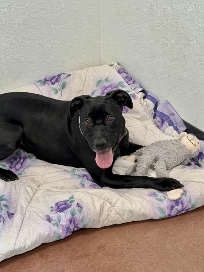 Enlarge Katara-- SPONSORED ADOPTION FEE, a Adoptable mixed breed in Aberdeen, SD image 3/3