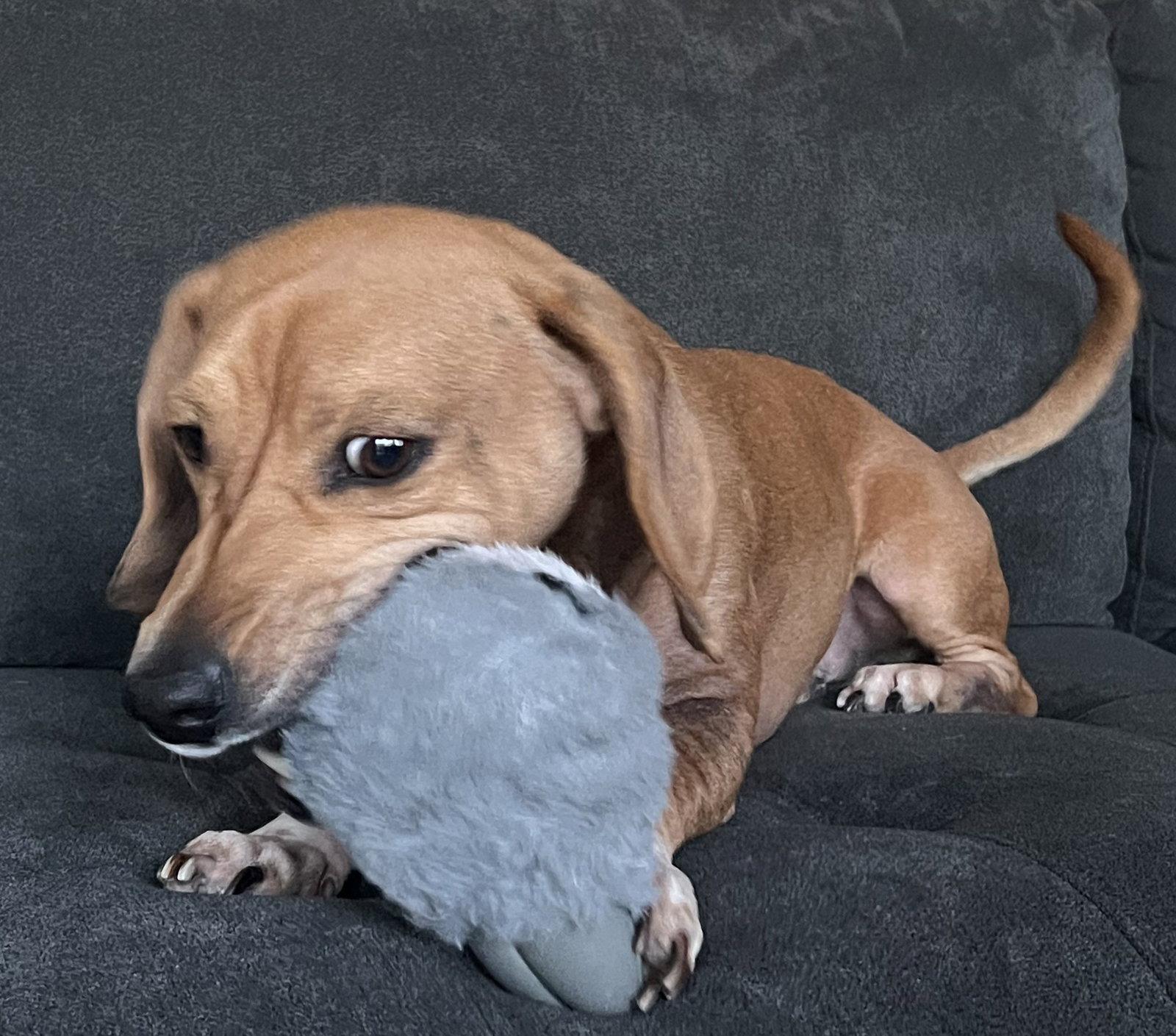 Enlarge Odin, a Adoptable mixed breed in Evergreen, CO image 2/3