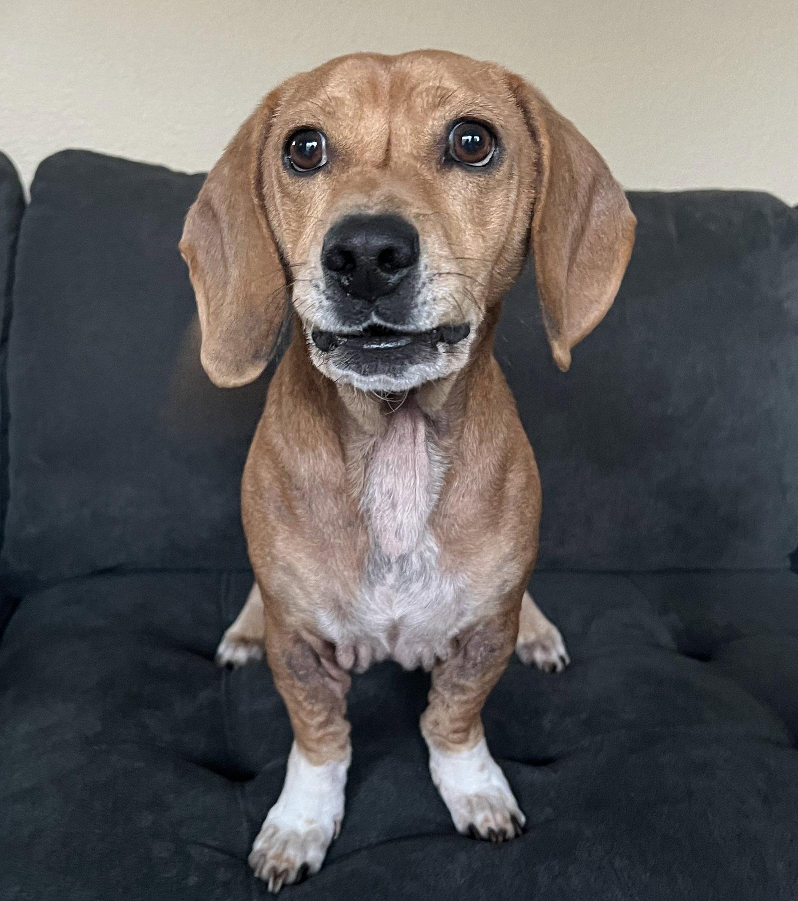 Enlarge Odin, a Adoptable mixed breed in Evergreen, CO image 3/3