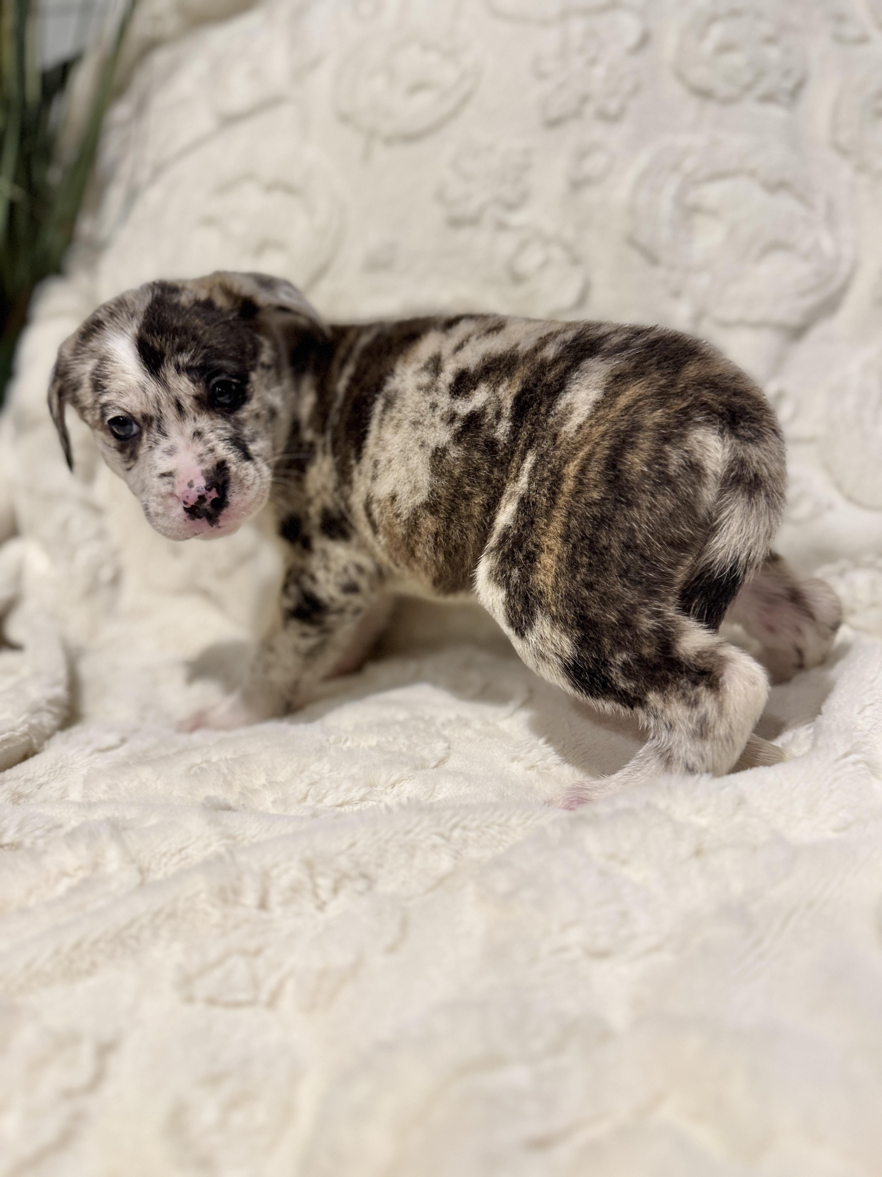 Samara, ADOPTABLE, Puppy Female Australian Shepherd & Mastiff.