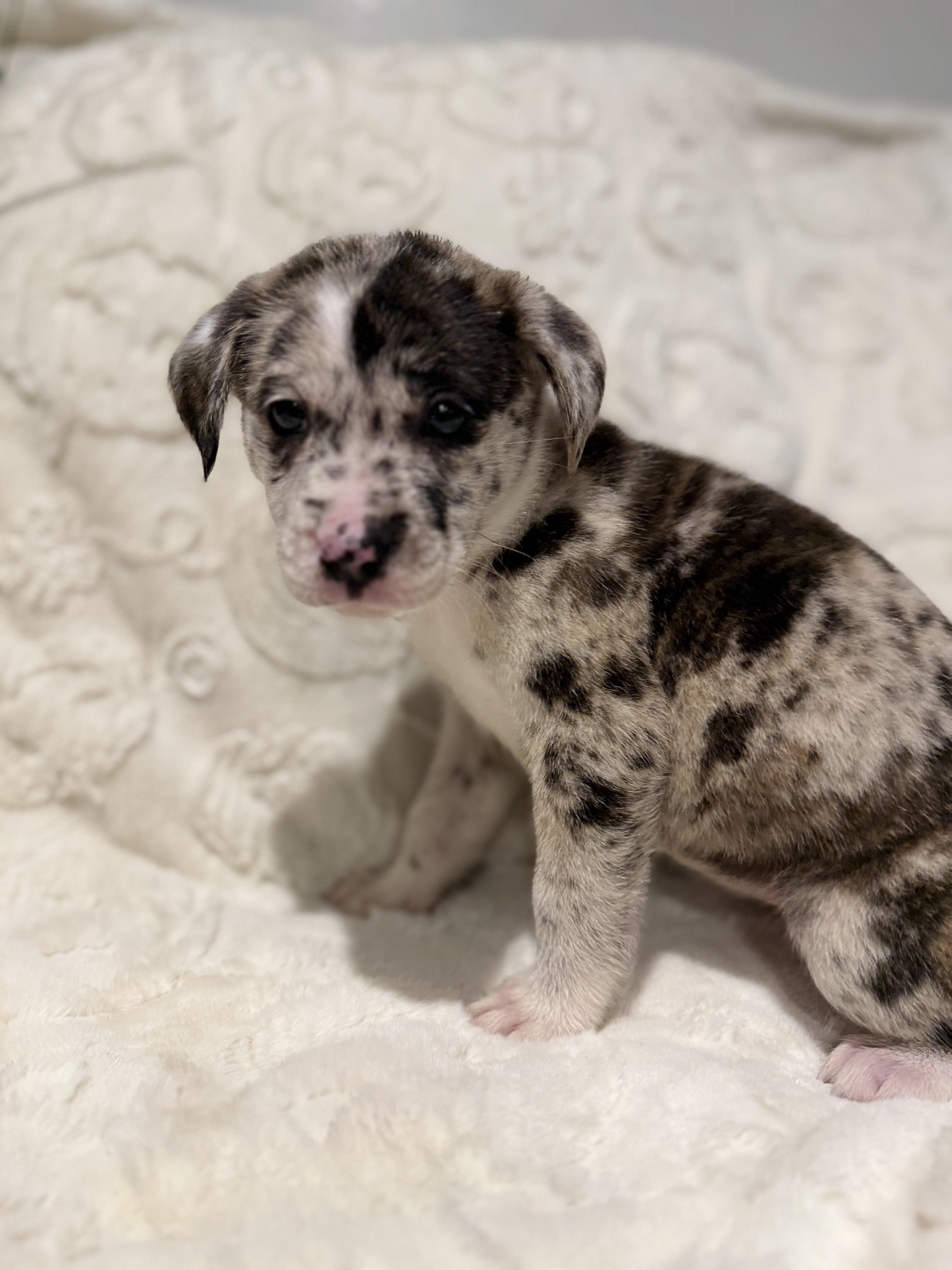 Enlarge Samara, a ADOPTABLE mixed breed in Hales corners, WI image 2/2