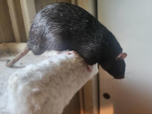 Fidget, Ridget & Gidget, Adoptable, Senior Male Rat.