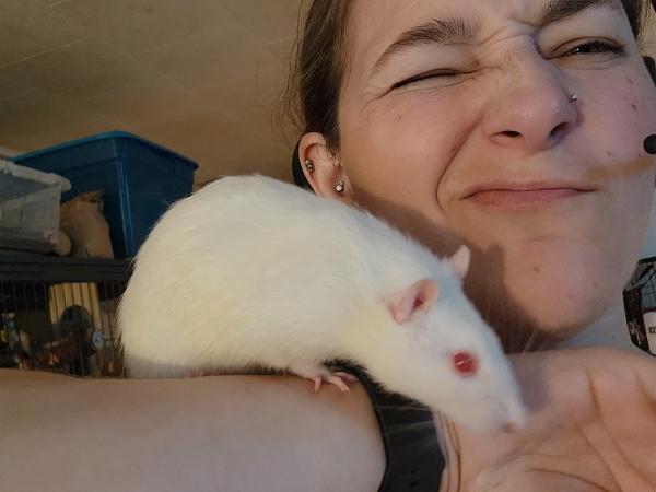 Enlarge Fidget, Ridget & Gidget, a Adoptable Rat in Townshend, VT image 2/4