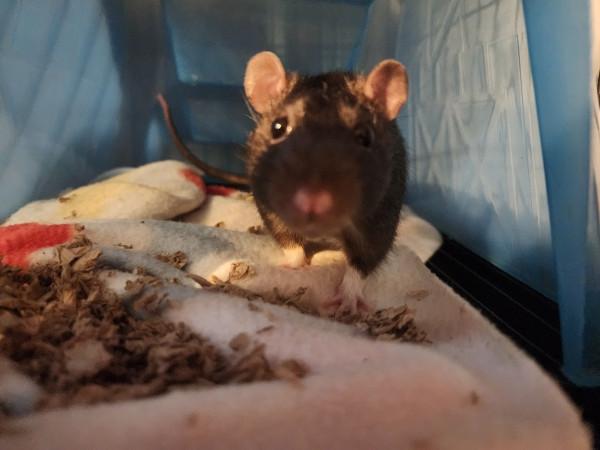 Enlarge Fidget, Ridget & Gidget, a Adoptable Rat in Townshend, VT image 3/4