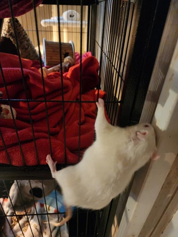 Enlarge Fidget, Ridget & Gidget, a Adoptable Rat in Townshend, VT image 4/4
