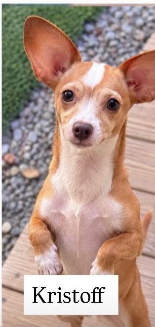 Enlarge Kristoff, a Adoptable Chihuahua in Cullman, AL image 1/1