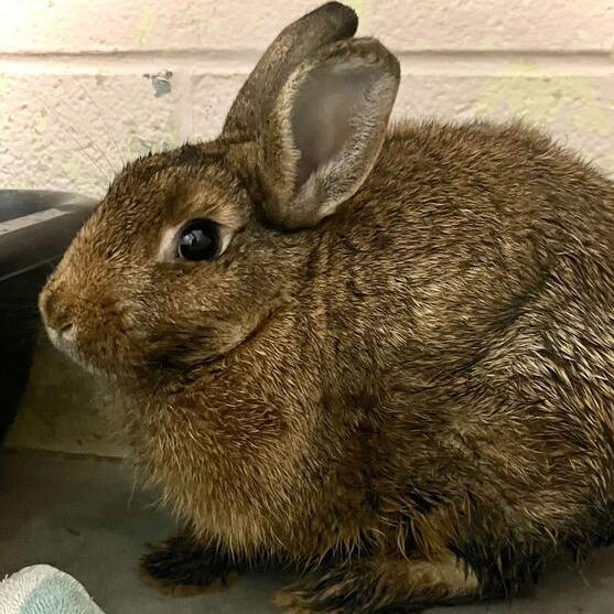 Clover, Adoptable, Young Male American.