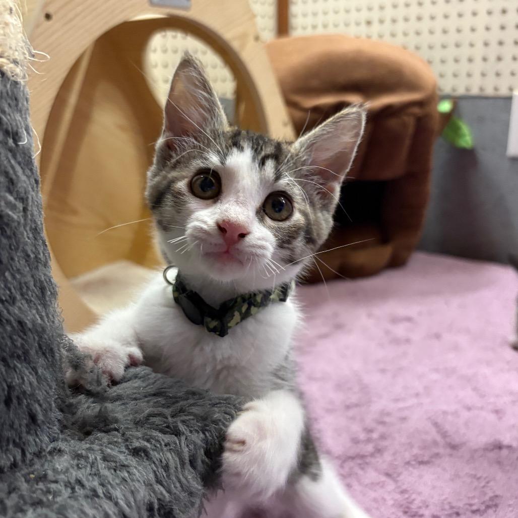 Crystal, a Adoptable Domestic Short Hair in Greenfield, IN image 1/6