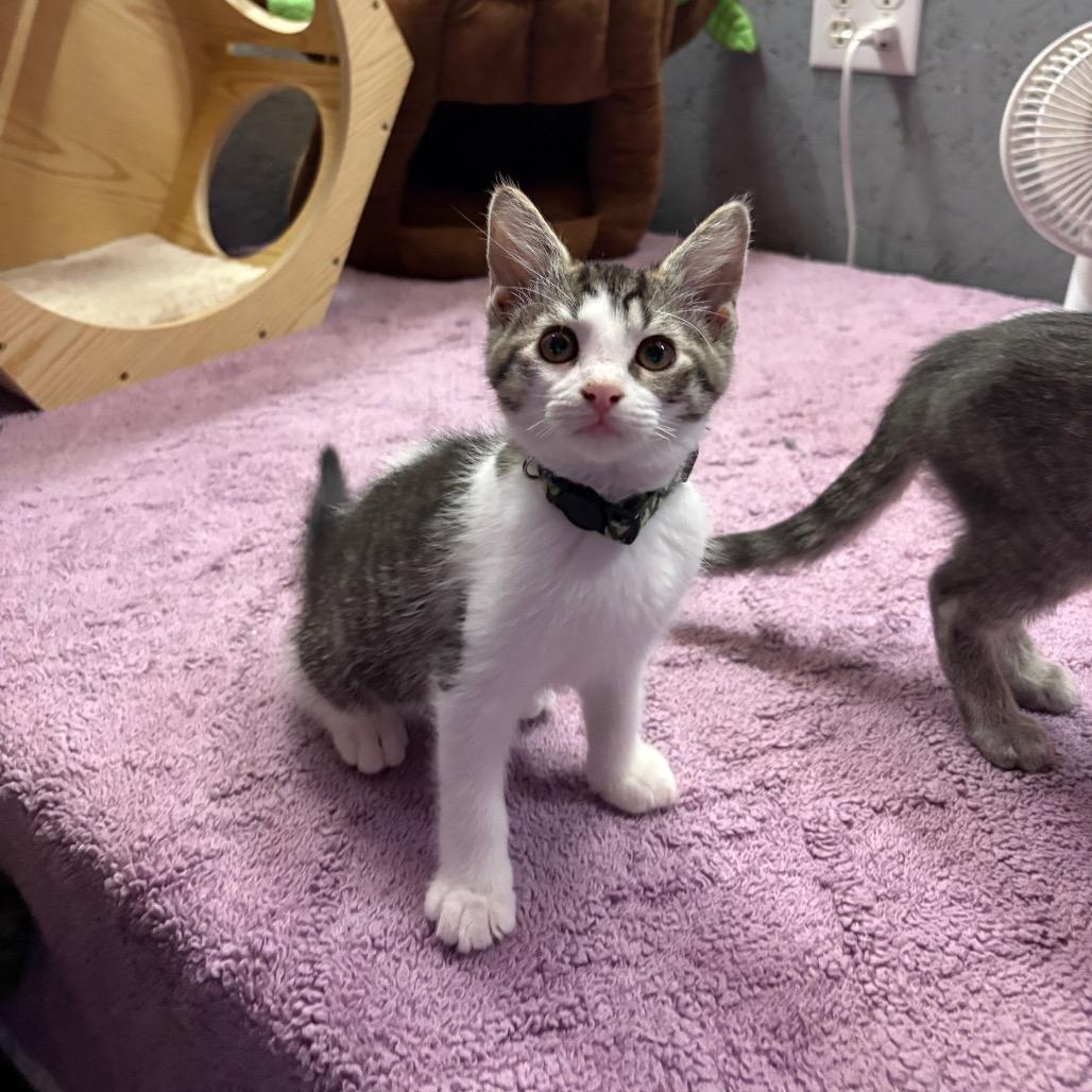 Crystal, a Adoptable Domestic Short Hair in Greenfield, IN image 6/6