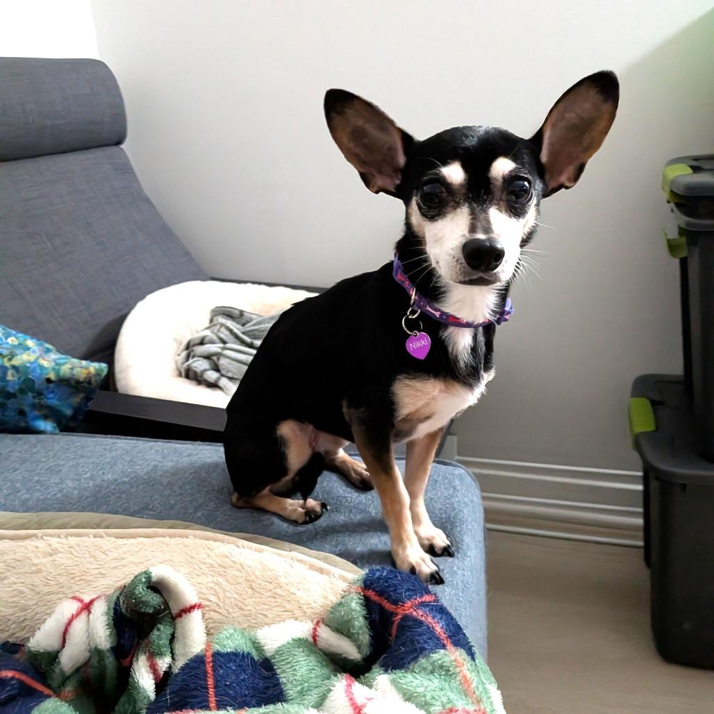 Georgie, Adoptable, Senior Female Chihuahua & Miniature Pinscher.