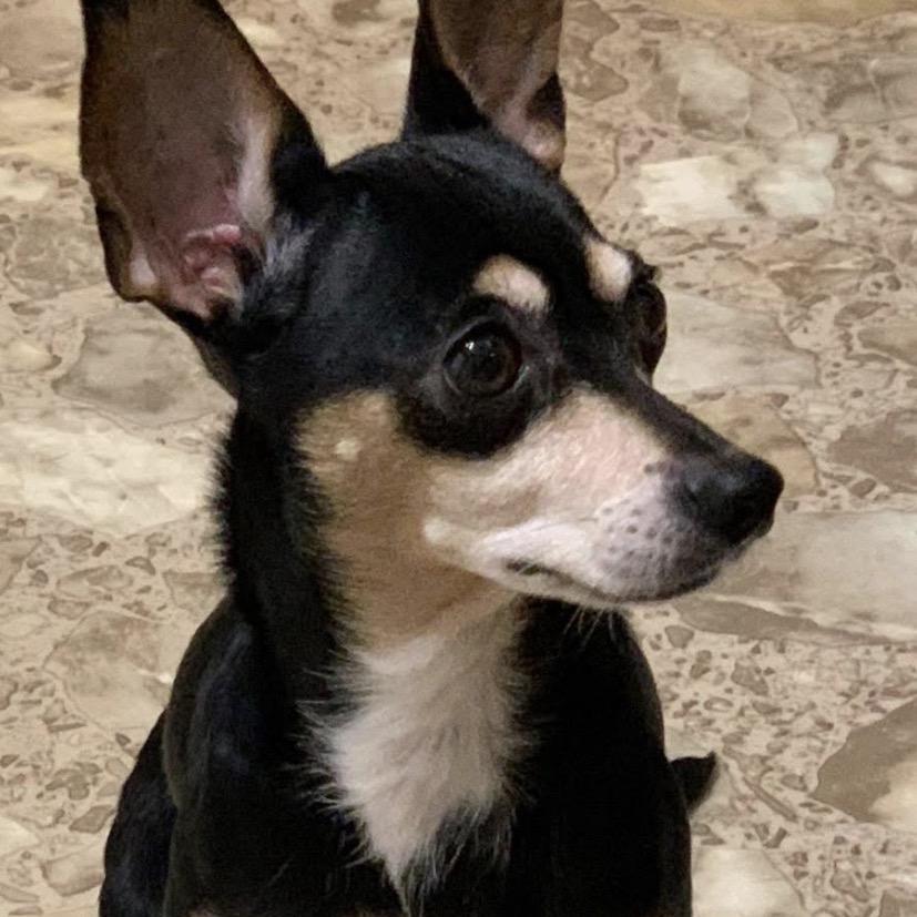 Enlarge Georgie, a Adoptable mixed breed in Chantilly, VA image 2/5