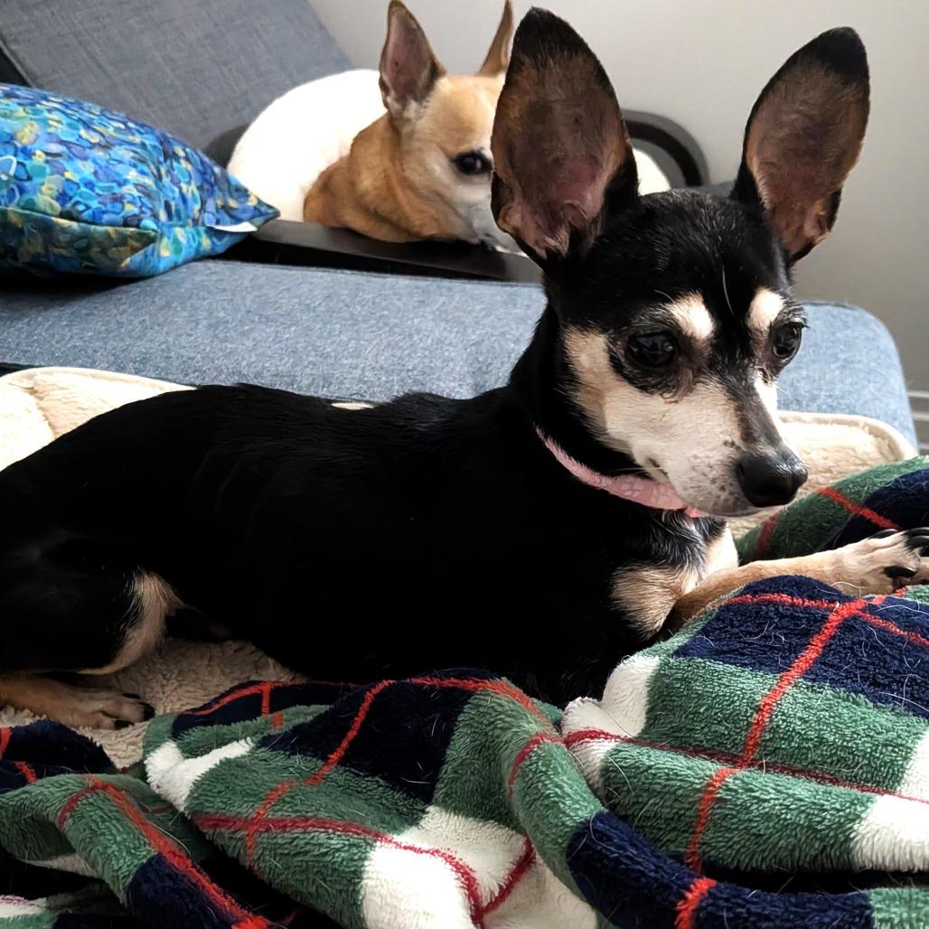 Enlarge Georgie, a Adoptable mixed breed in Chantilly, VA image 3/5