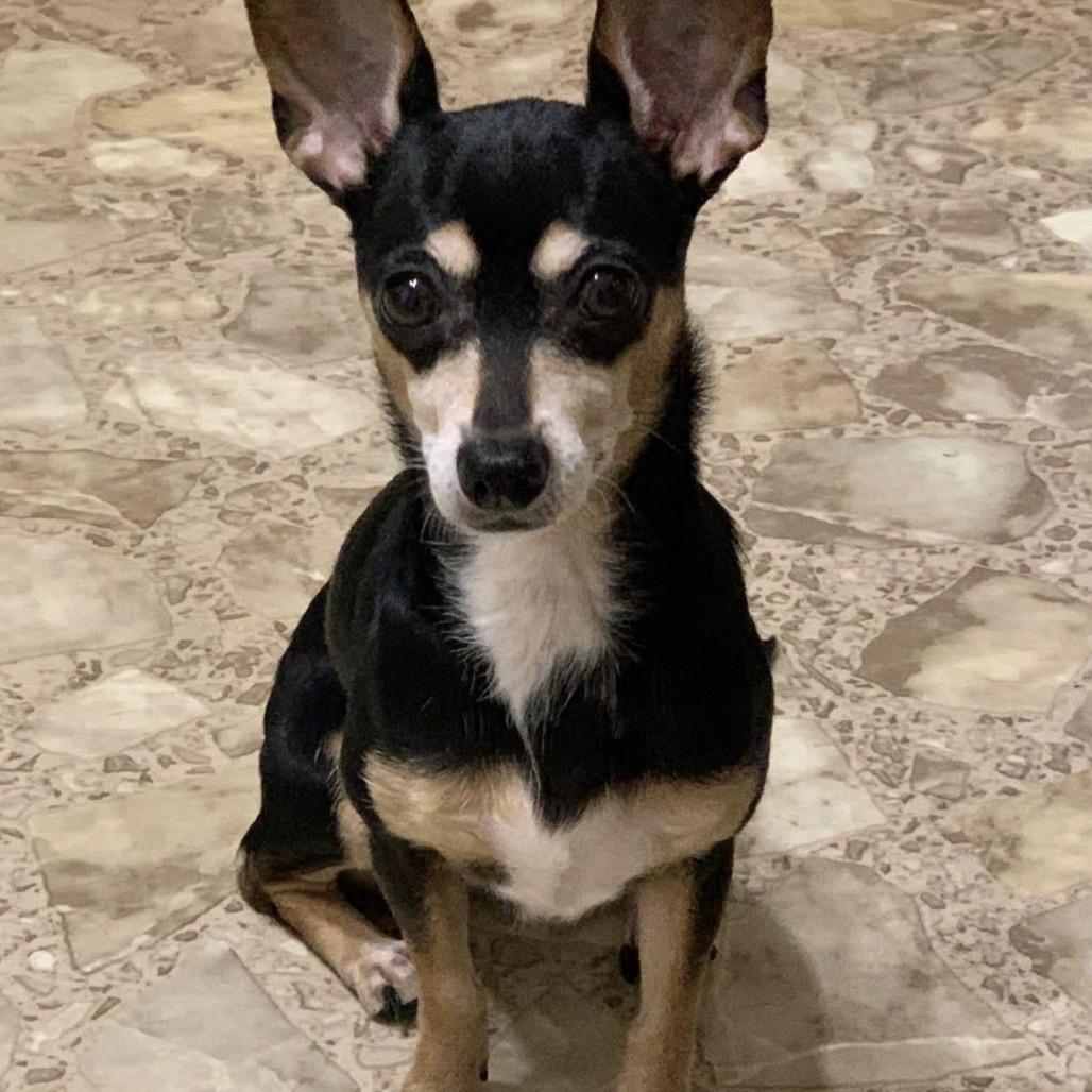 Enlarge Georgie, a Adoptable mixed breed in Chantilly, VA image 4/5