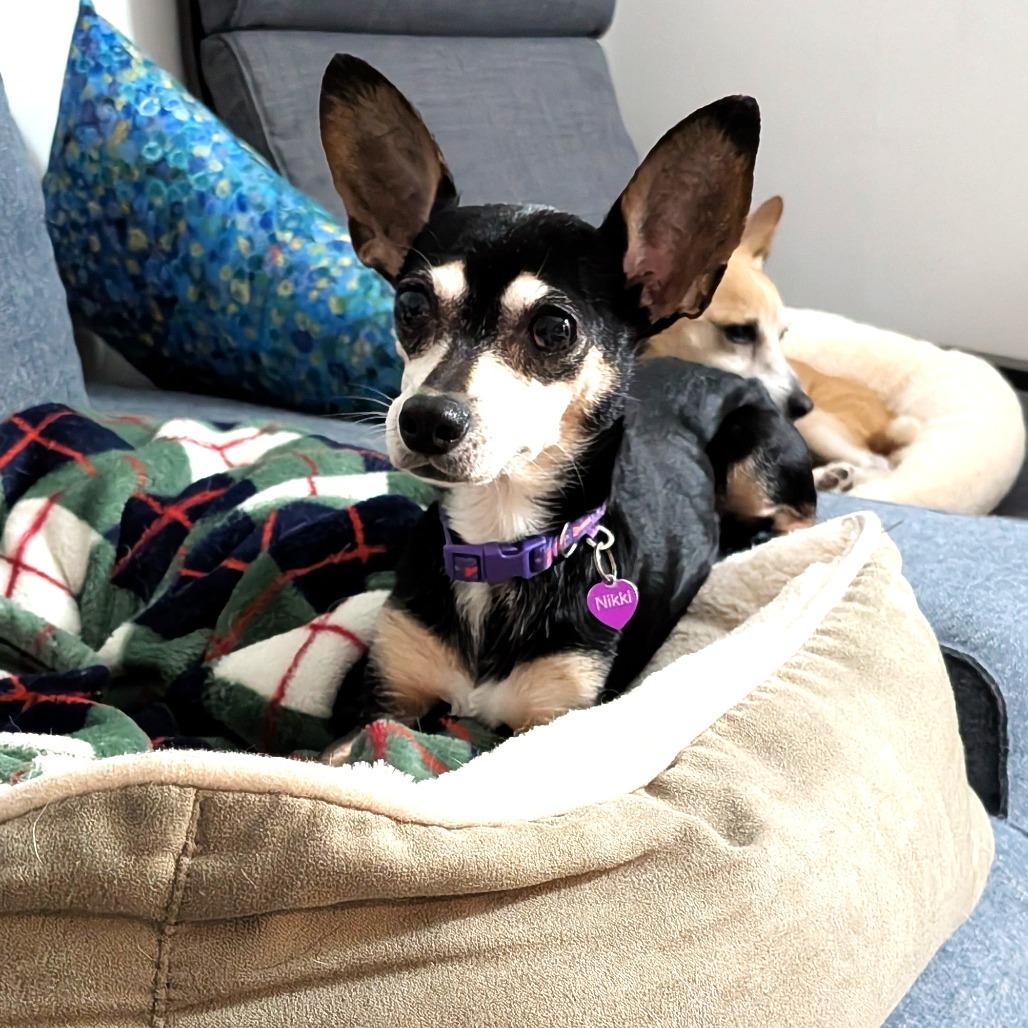 Enlarge Georgie, a Adoptable mixed breed in Chantilly, VA image 5/5