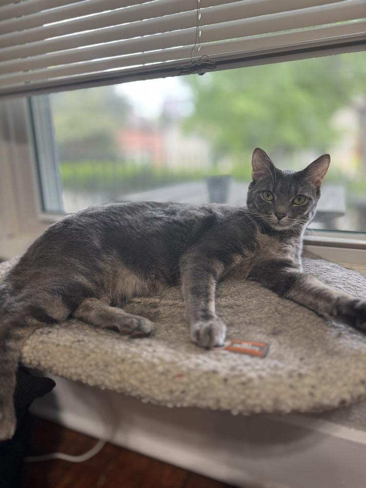 Pigwidgeon, Adoptable, Adult Male Domestic Short Hair.