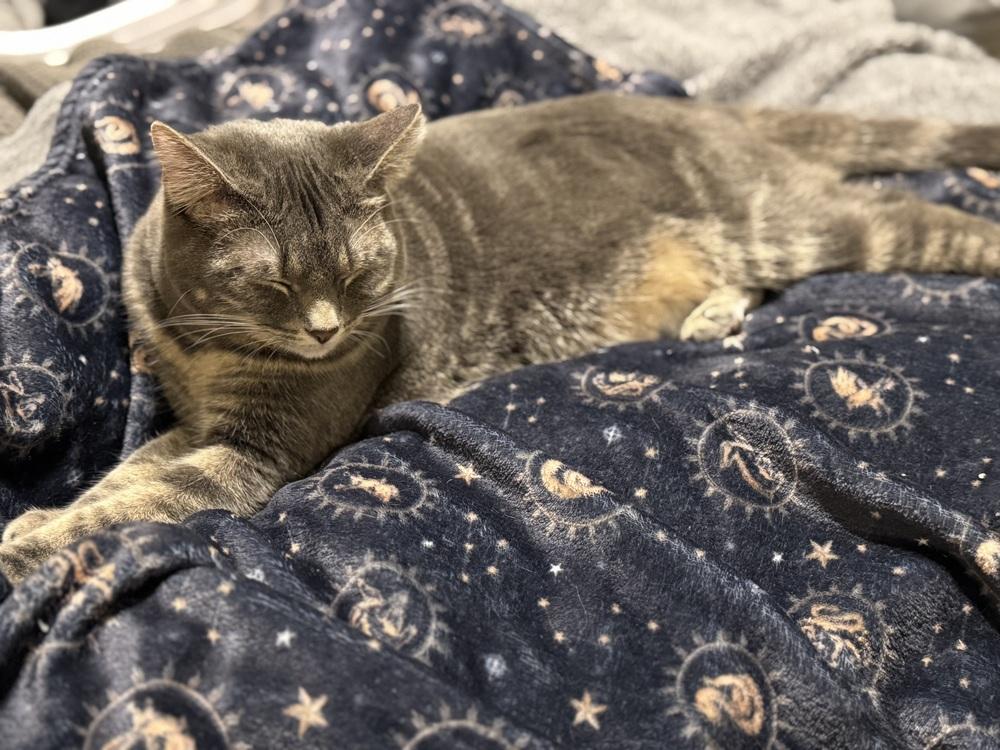 Enlarge Pigwidgeon, a Adoptable Domestic Short Hair in Dayton, OH image 1/6