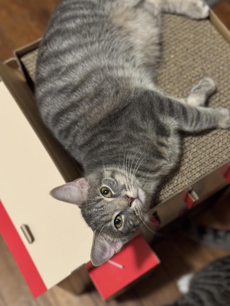 Enlarge Pigwidgeon, a Adoptable Domestic Short Hair in Dayton, OH image 2/6