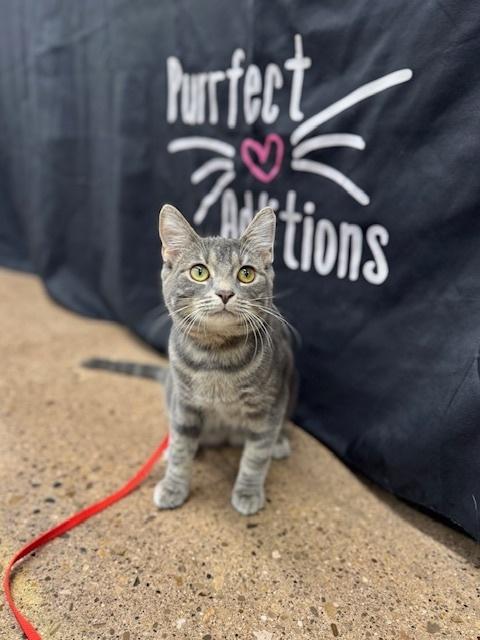 Enlarge Pigwidgeon, a Adoptable Domestic Short Hair in Dayton, OH image 2/3