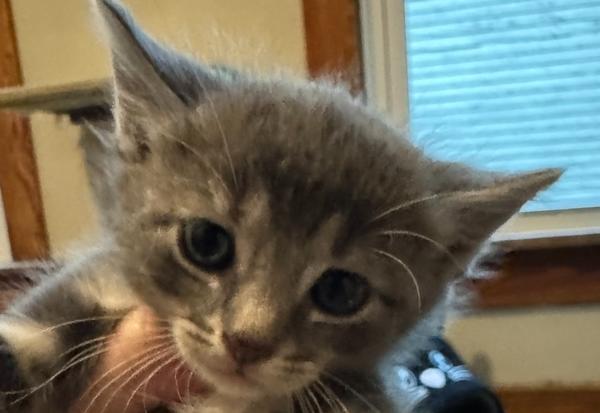 Enlarge Pigwidgeon, a Adoptable Domestic Short Hair in Dayton, OH image 3/3