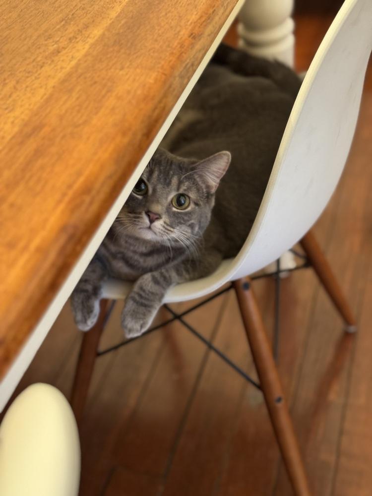 Enlarge Pigwidgeon, a Adoptable Domestic Short Hair in Dayton, OH image 6/6