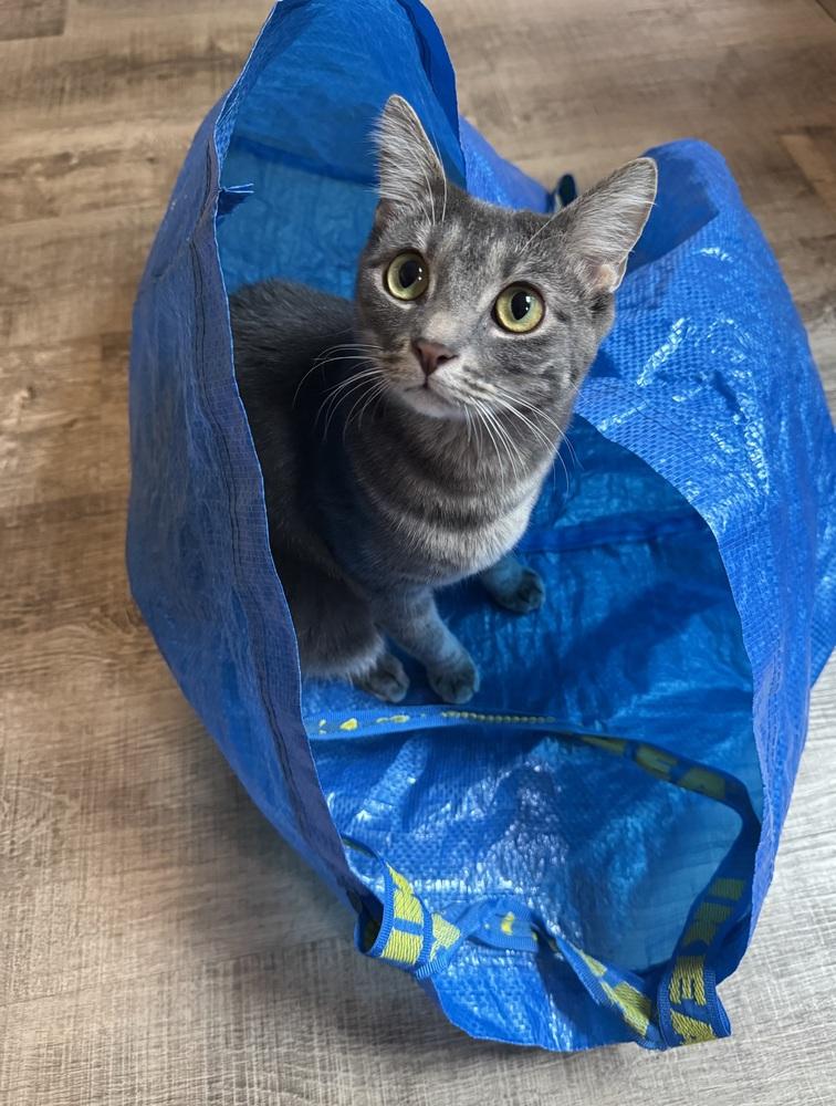 Pigwidgeon, a Adoptable Domestic Short Hair in Dayton, OH image 6/6