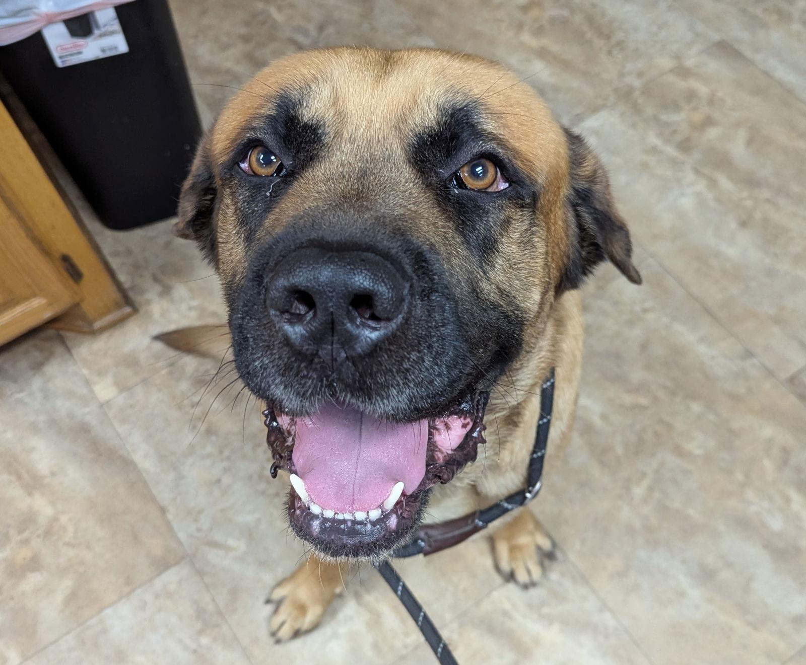 Kash, Adopted, Young Male Mastiff.