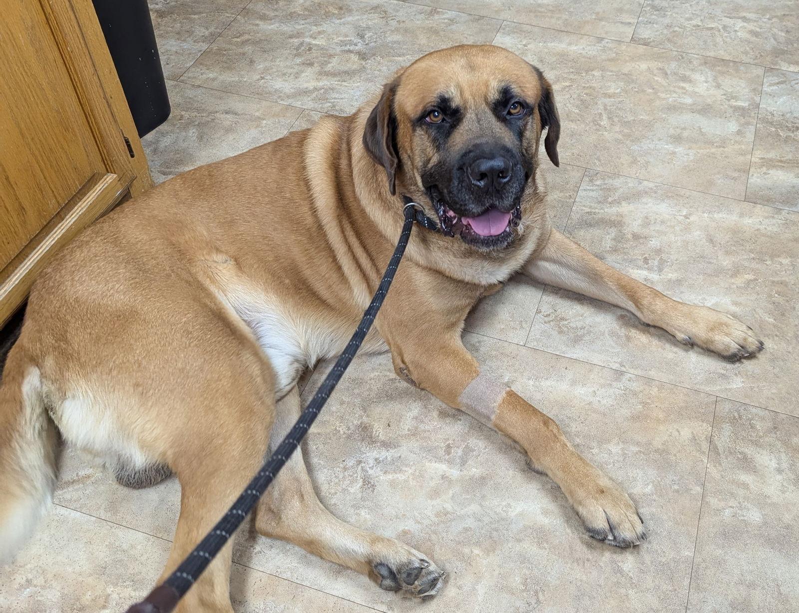 Kash, a Adopted Mastiff in Edmond, OK image 2/3