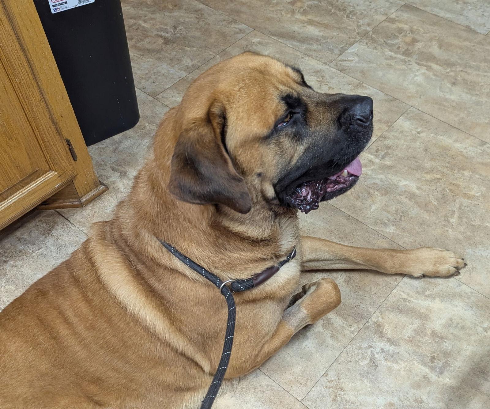 Kash, a Adopted Mastiff in Edmond, OK image 3/3