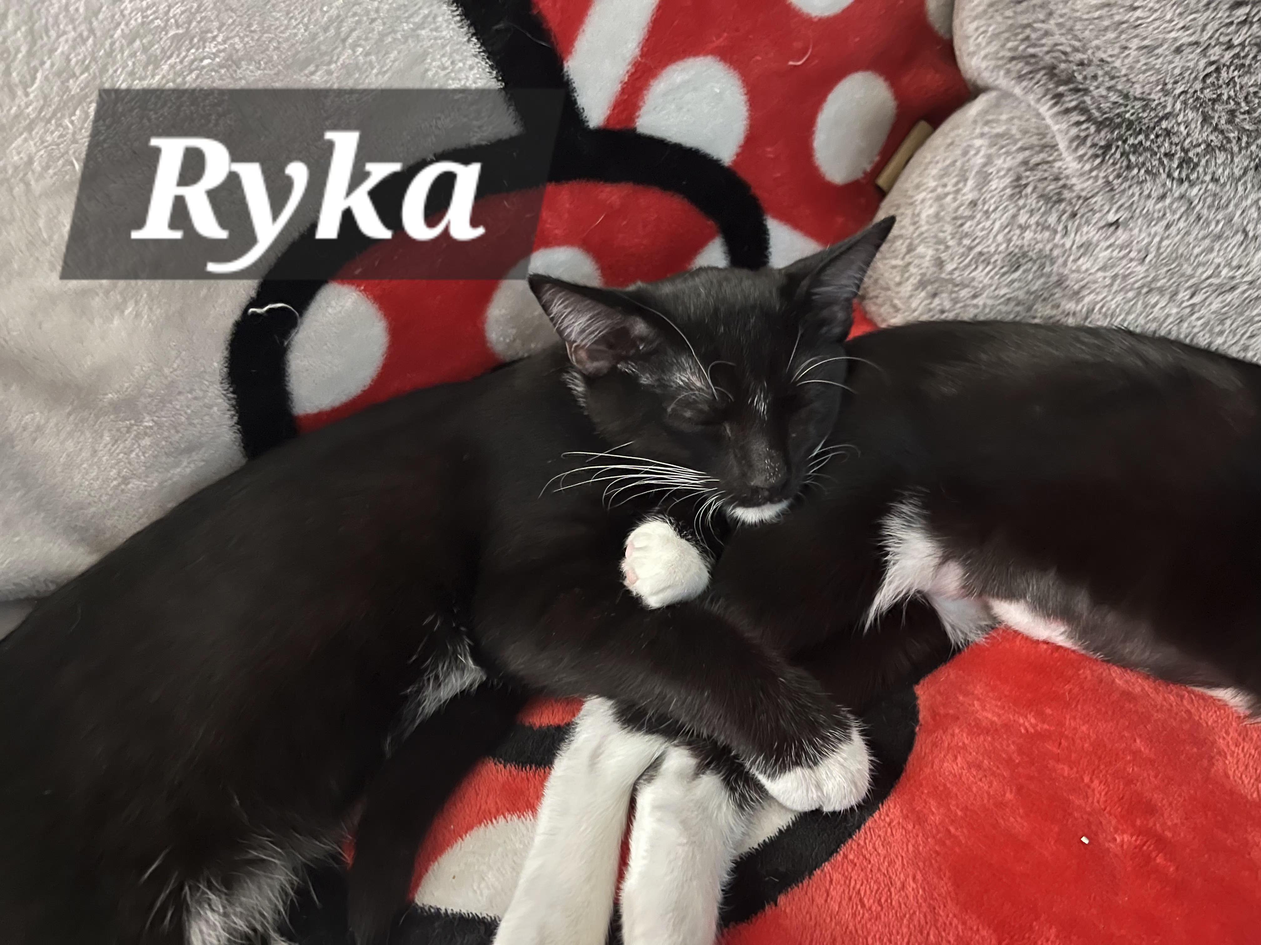 Ryka, a ADOPTABLE mixed breed in Albuquerque, NM image 3/4