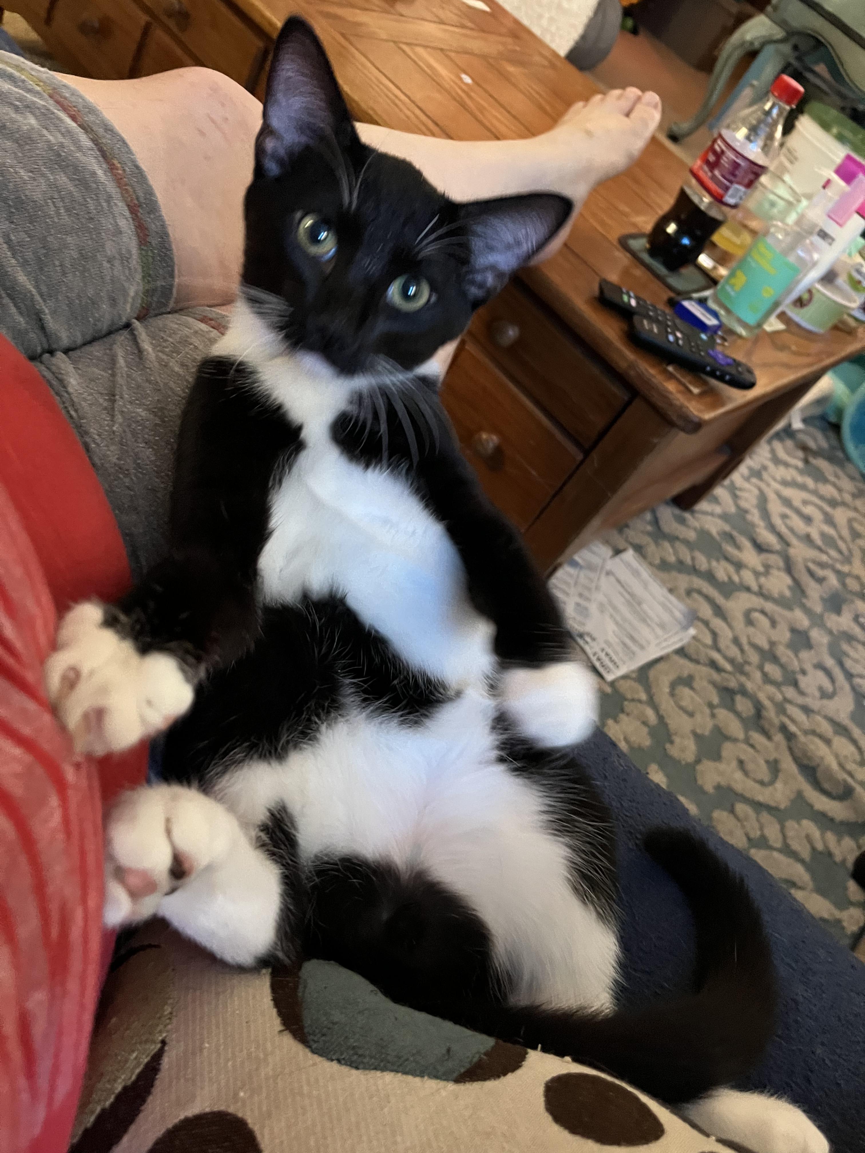 Ryka, ADOPTABLE, Kitten Male Domestic Short Hair & Tuxedo.