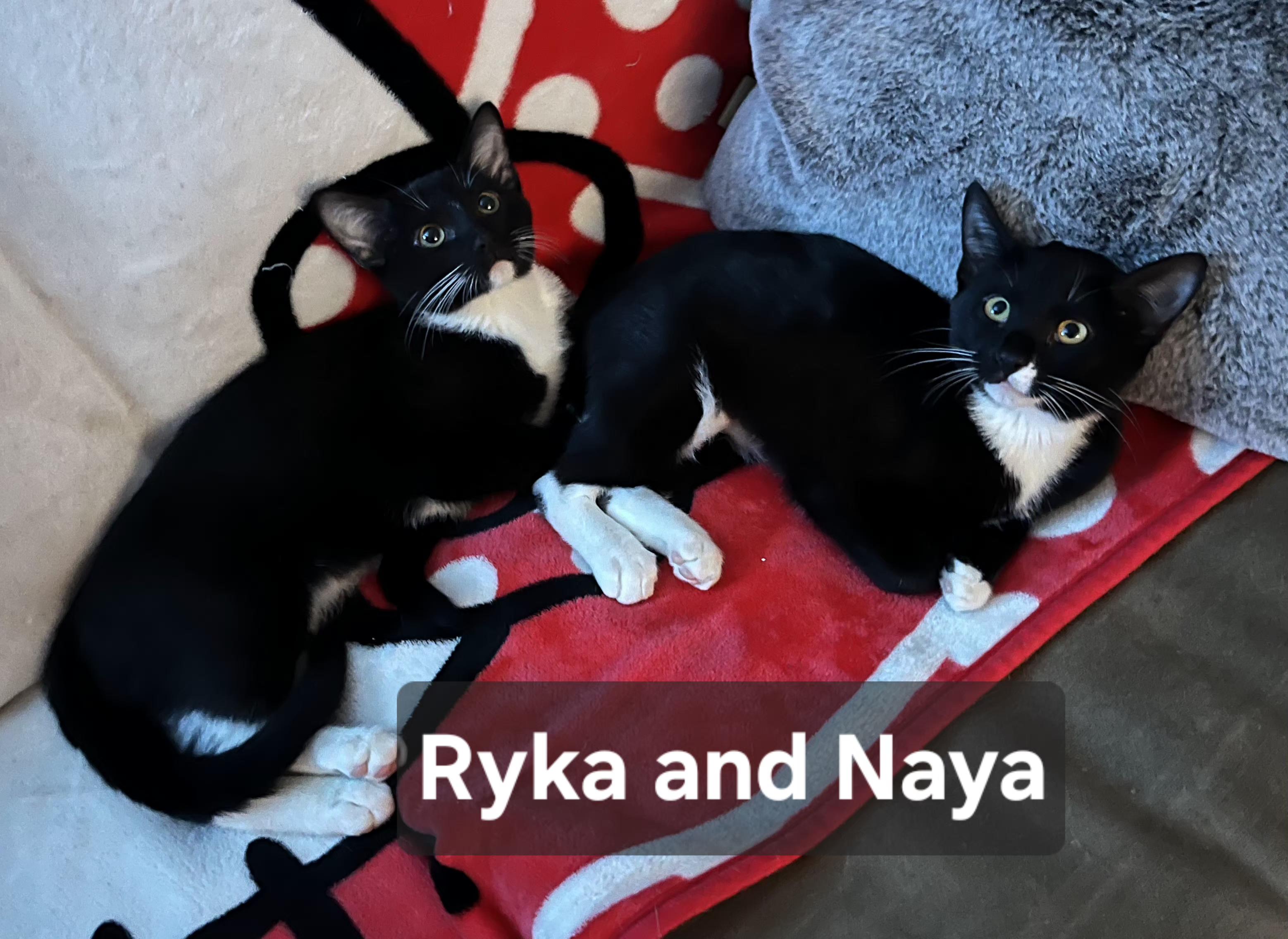 Ryka, a ADOPTABLE mixed breed in Albuquerque, NM image 4/4