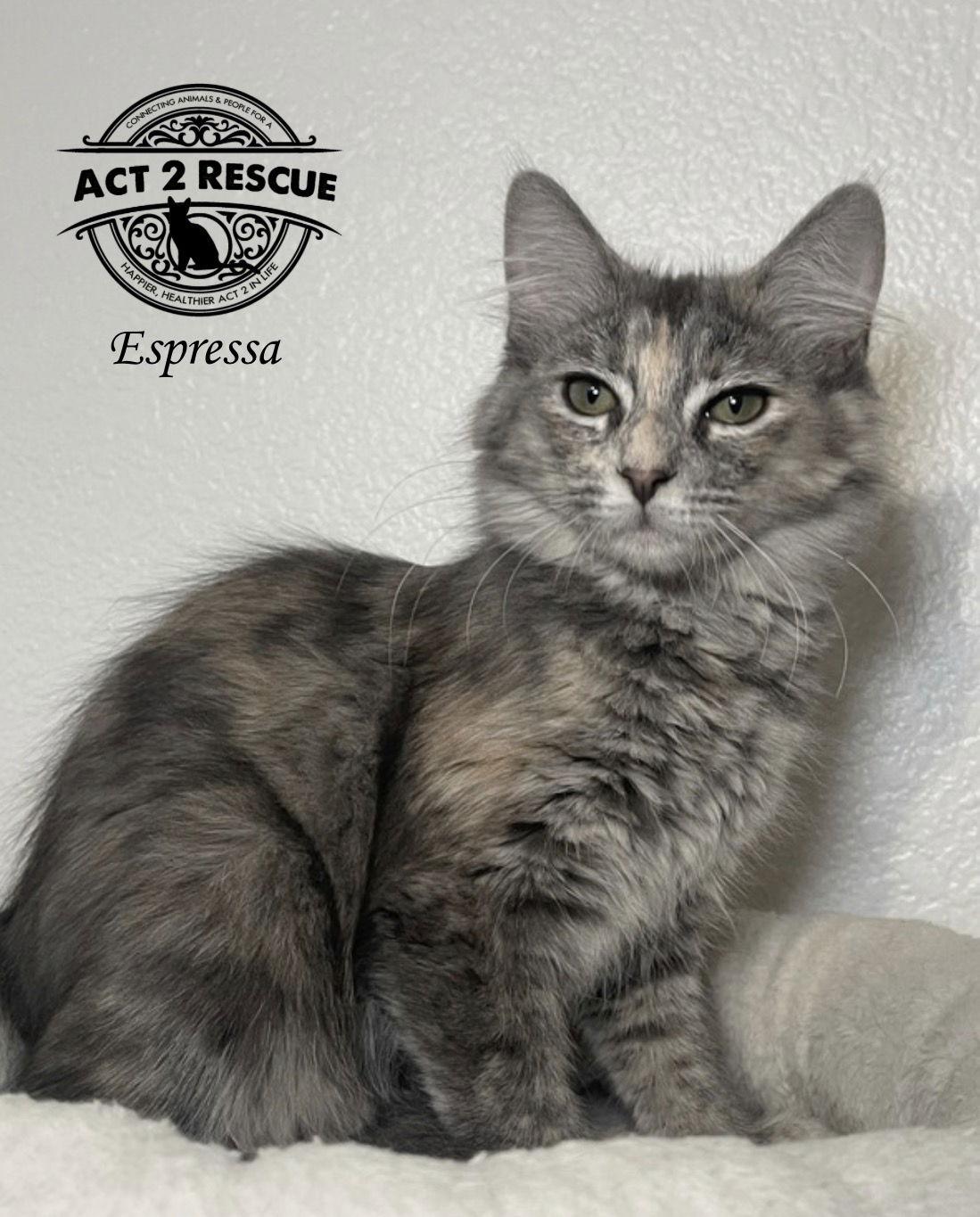 Espressa — thumbnail 2