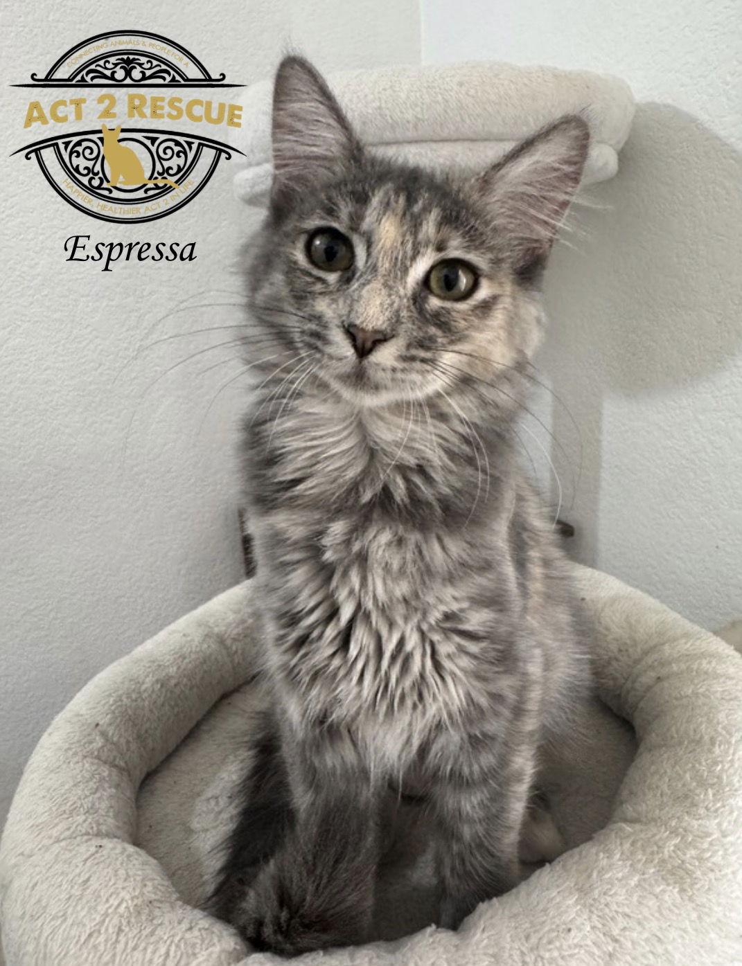 Espressa — thumbnail 3