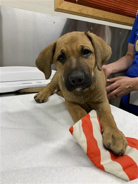 Enlarge RYNN, a Adoptable mixed breed in Fairbanks, AK image 1/1