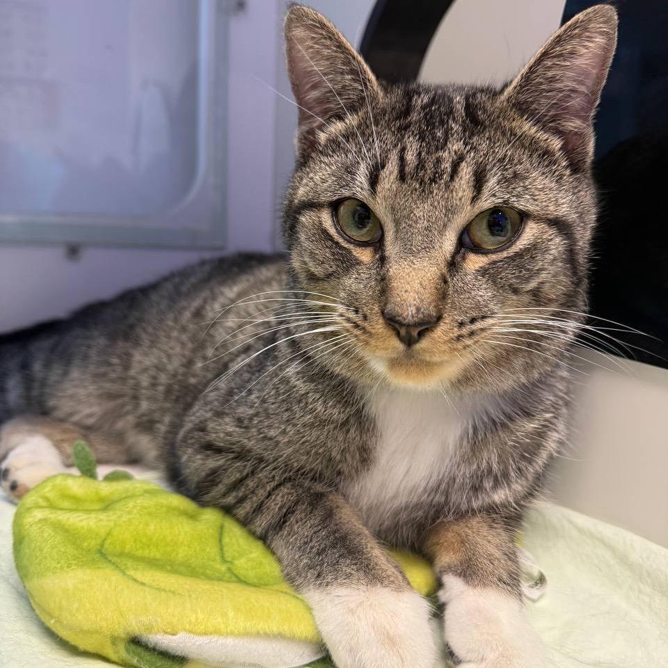 Frederick — thumbnail 2