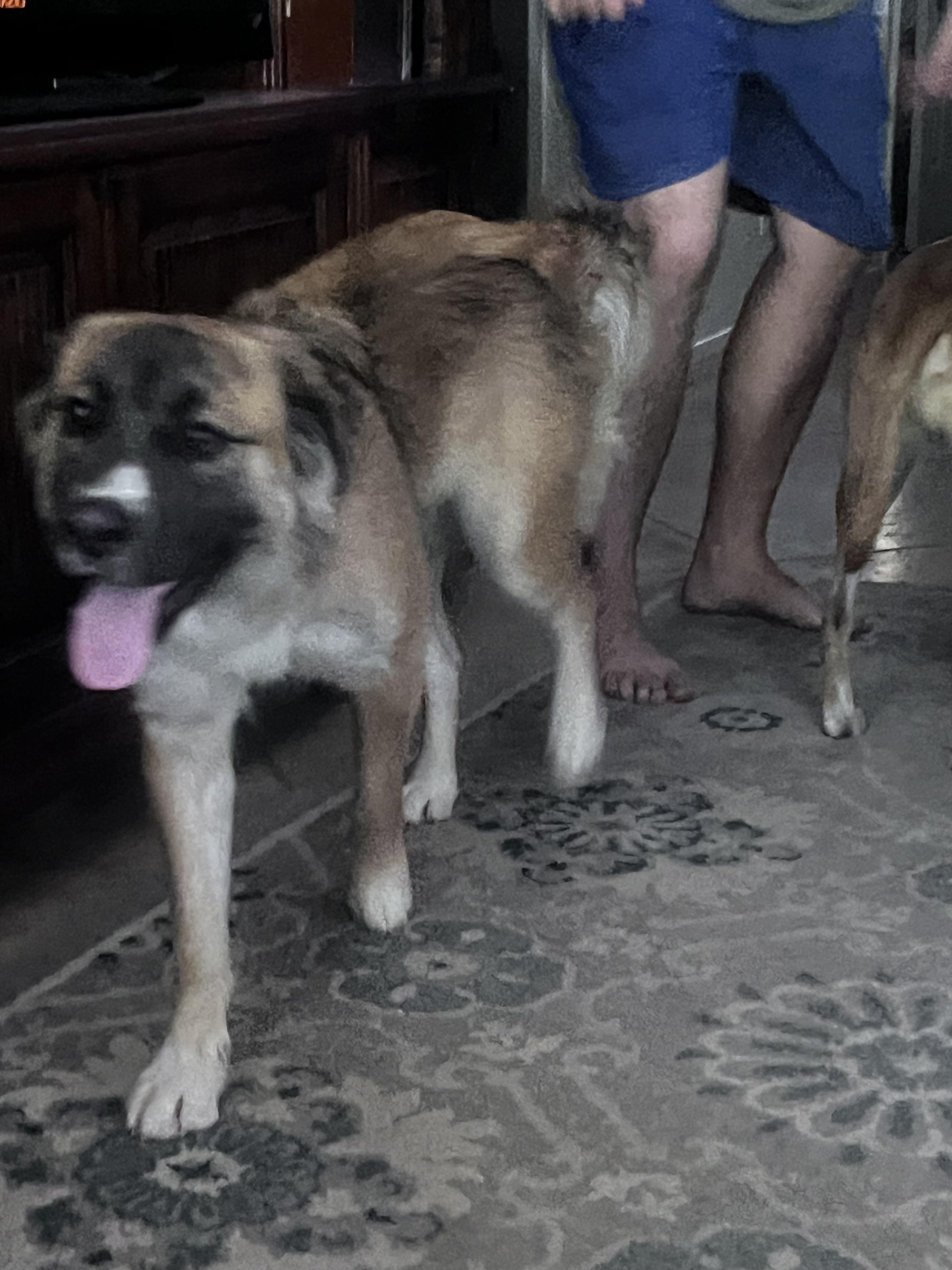 Enlarge Daisy, an adopted mixed breed in Coachella, CA image 4/4