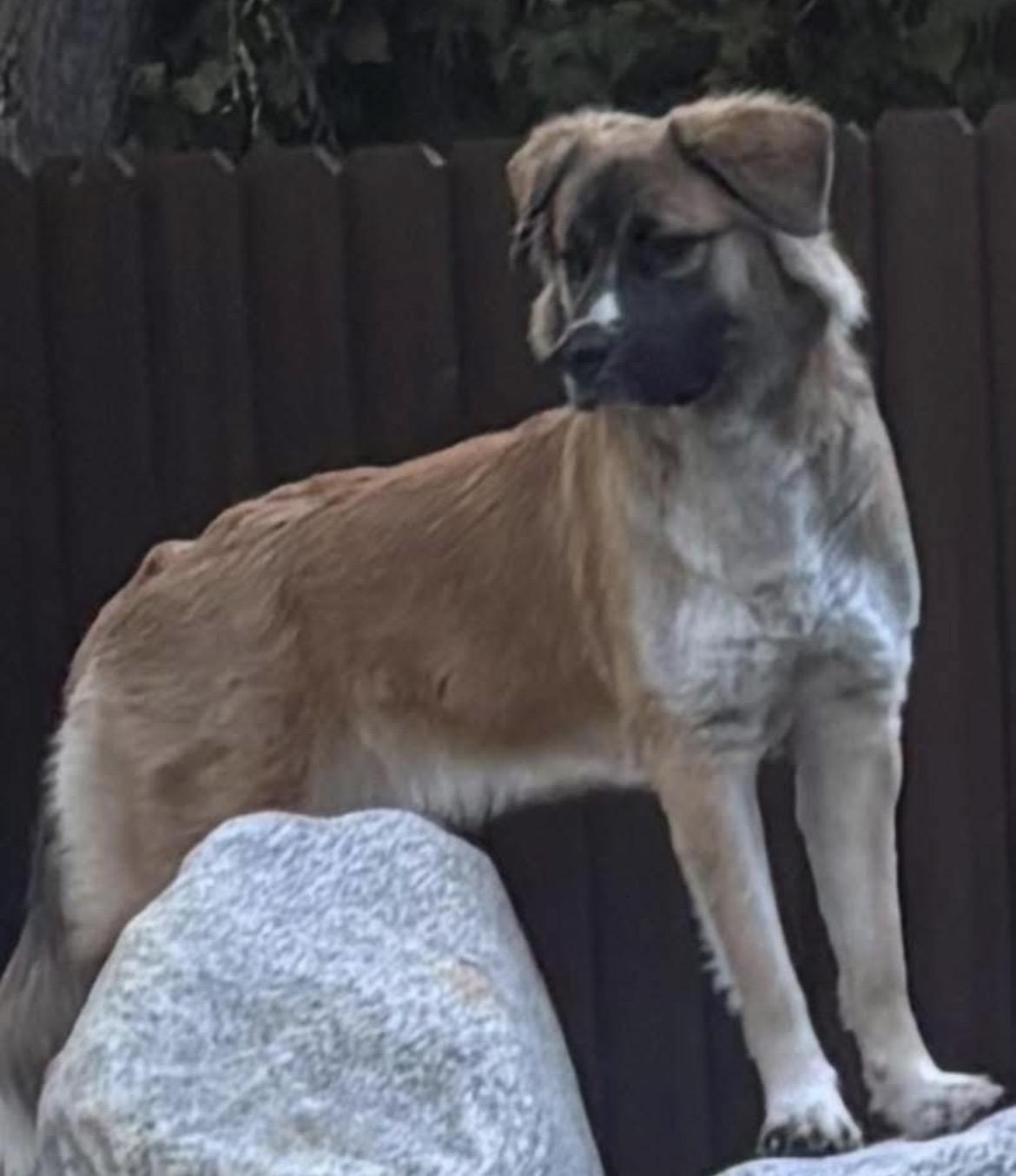 Enlarge Daisy, an adopted mixed breed in Coachella, CA image 3/4