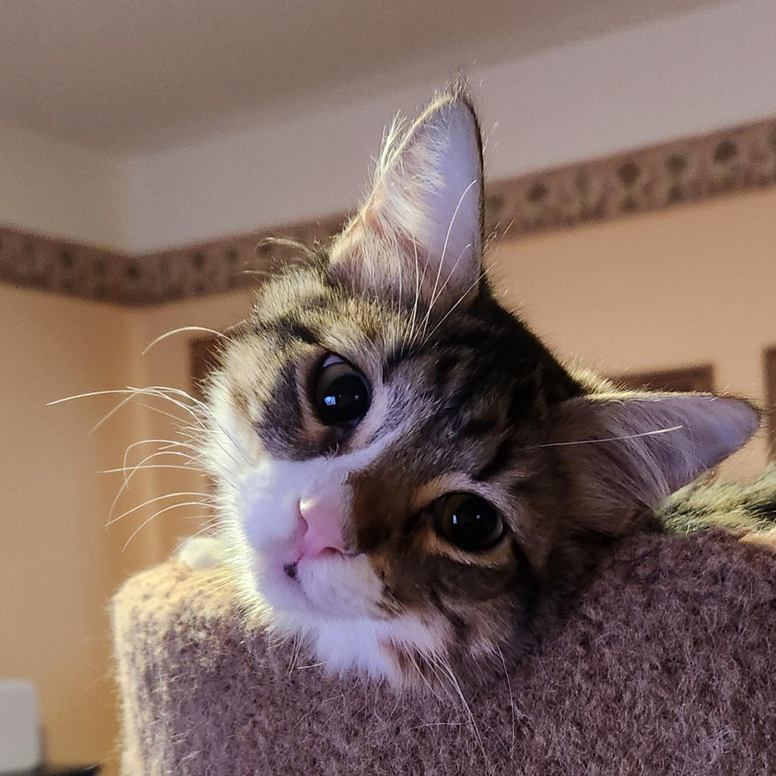 Phoenix, a Adoptable Domestic Medium Hair in Allen, TX image 3/6