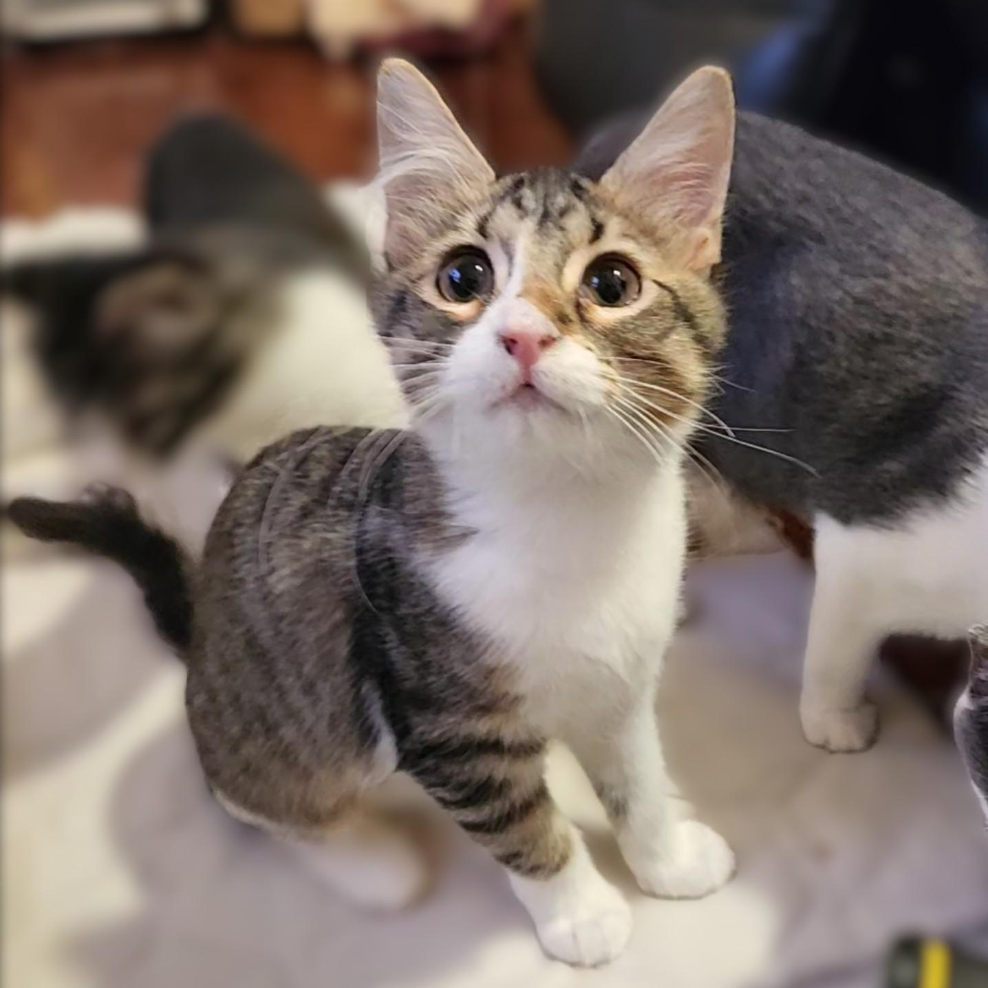 Phoenix, a Adoptable Domestic Medium Hair in Allen, TX image 4/6