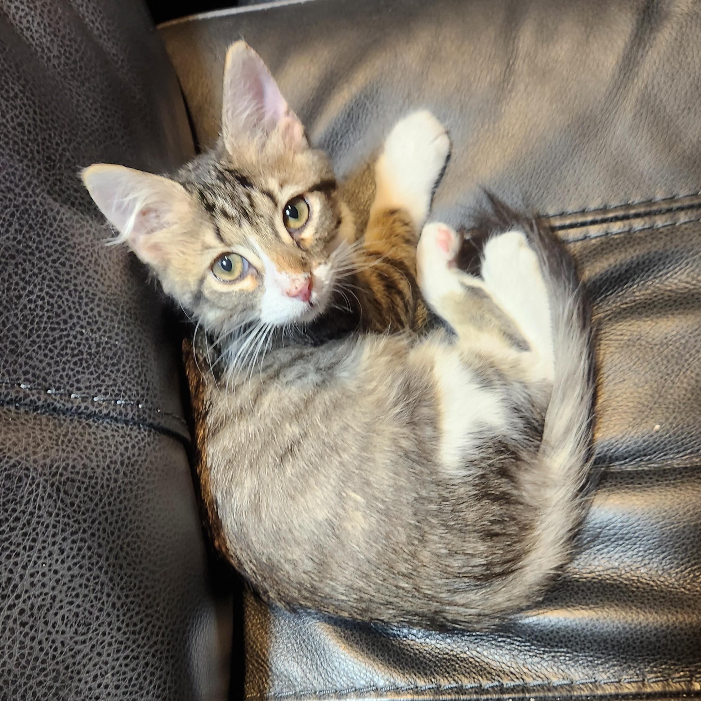 Phoenix, Adoptable, Kitten Female Domestic Medium Hair.