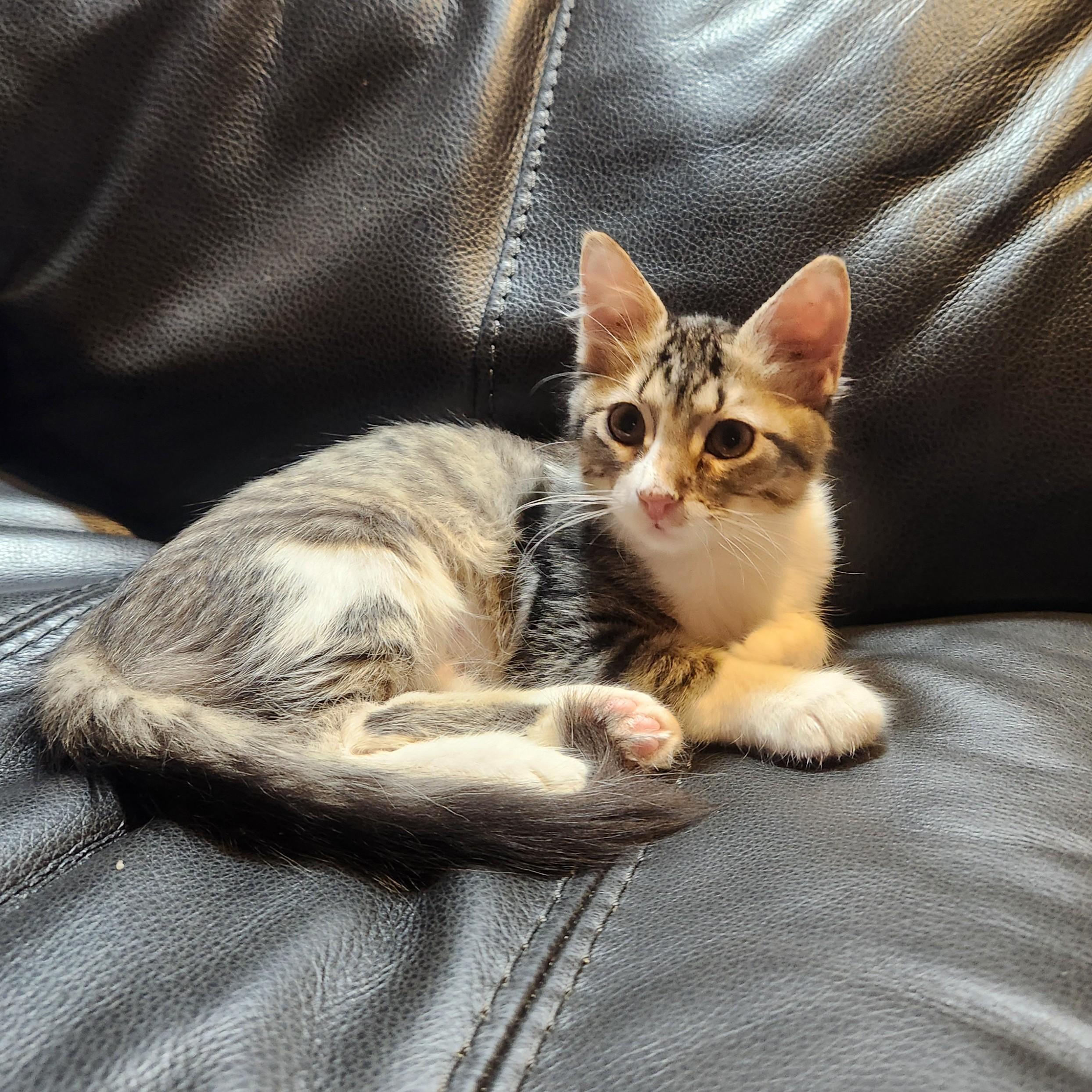 Phoenix, a Adoptable Domestic Medium Hair in Allen, TX image 6/6