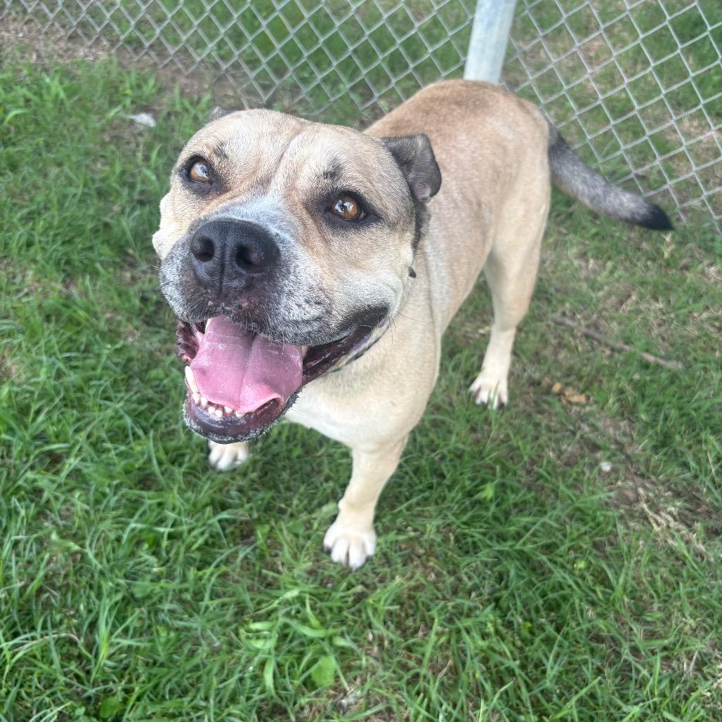 Enlarge Nyla D46458, a Adoptable mixed breed in Corsicana, TX image 1/4