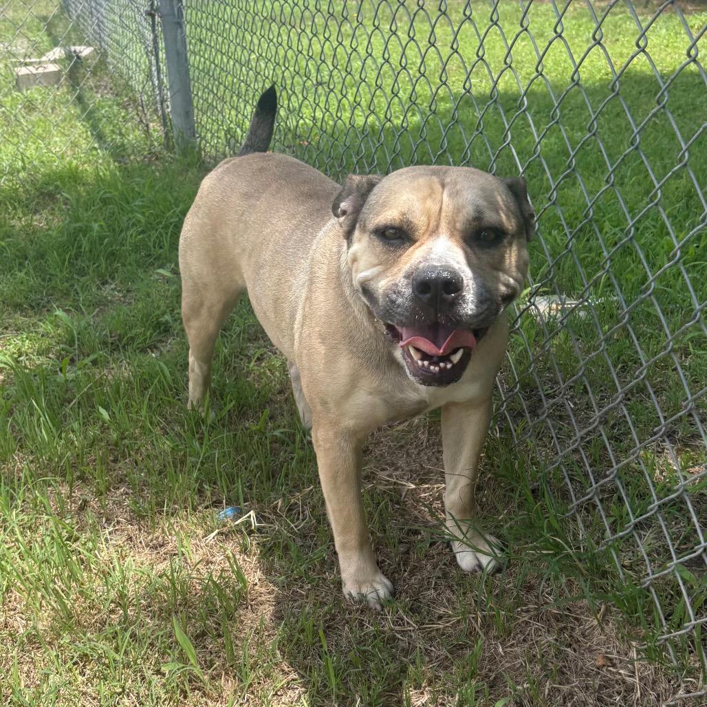 Enlarge Nyla D46458, a Adoptable mixed breed in Corsicana, TX image 2/4