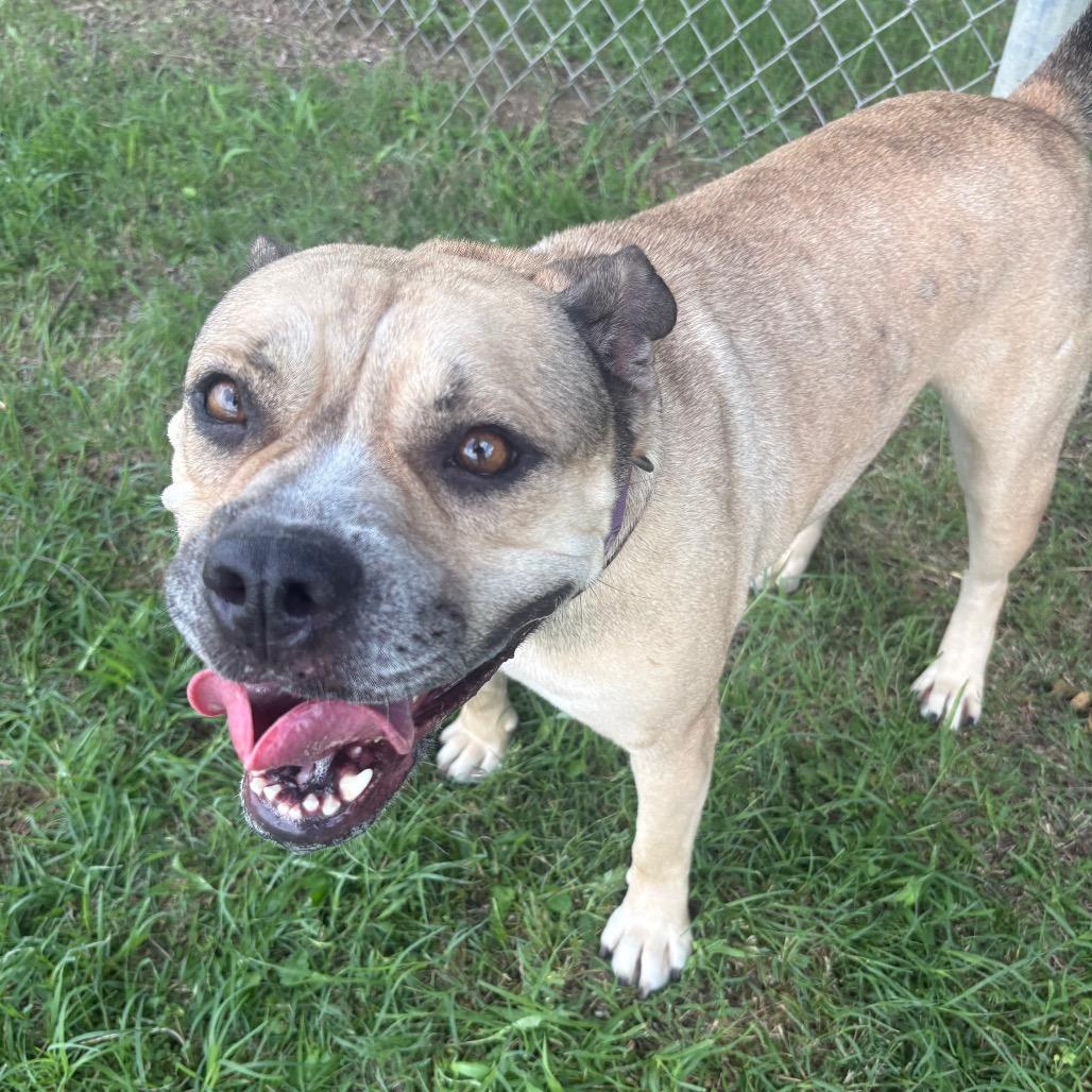 Enlarge Nyla D46458, a Adoptable mixed breed in Corsicana, TX image 4/4