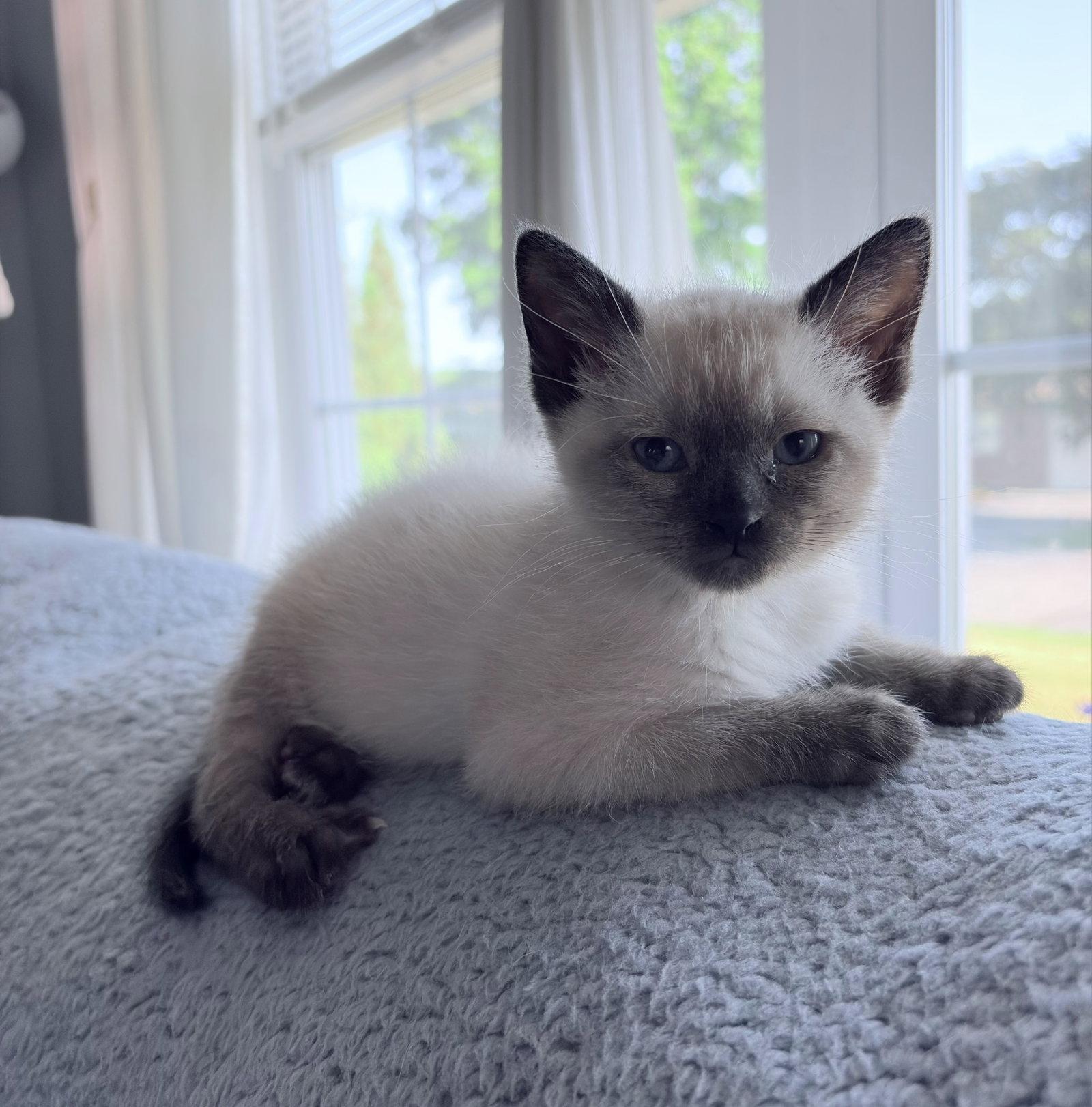Sassy, Adopted, Kitten Female Siamese.