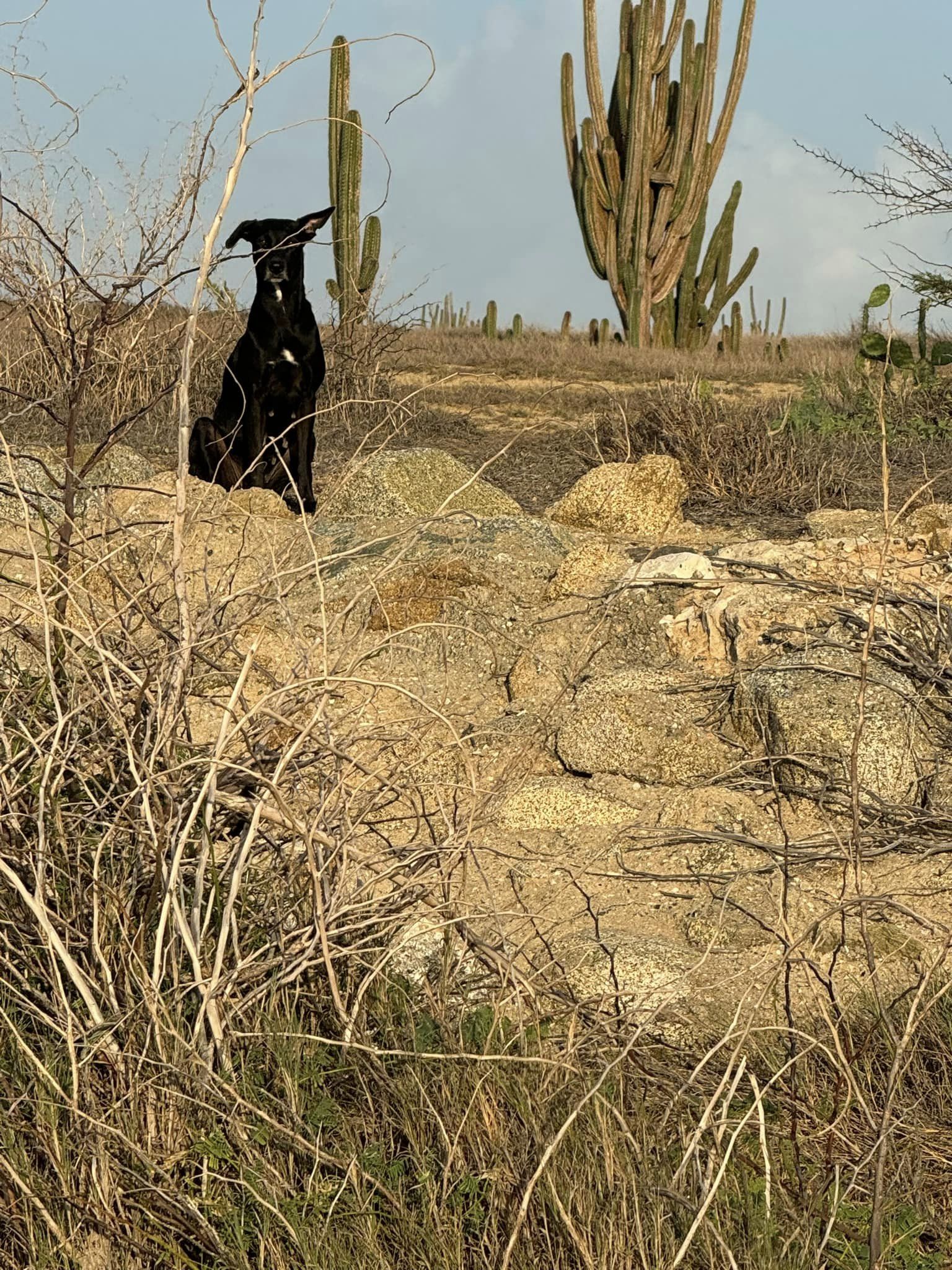 Aruba's forgotten ELLA, Adult Female Black Labrador Retriever