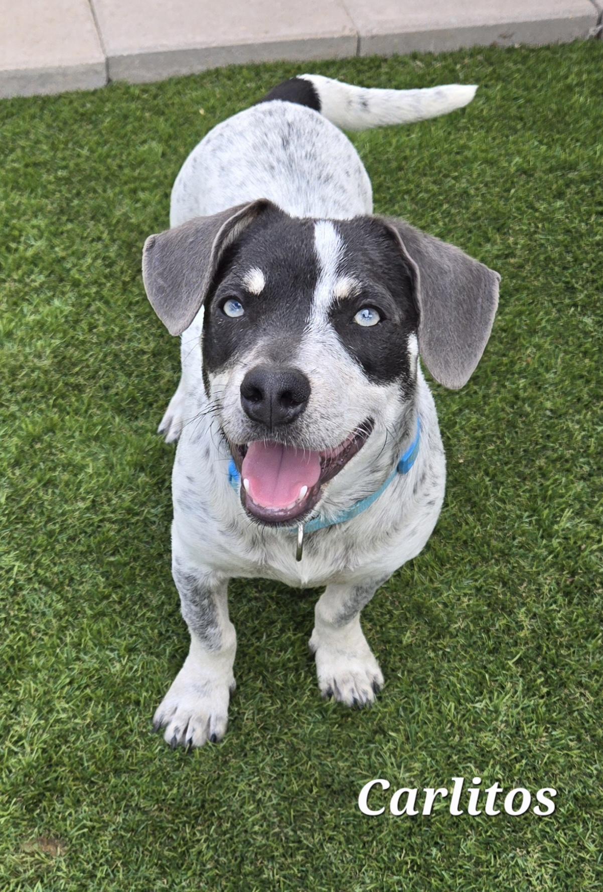 Enlarge Carlitos , an adopted mixed breed in Corpus Christi, TX image 2/2