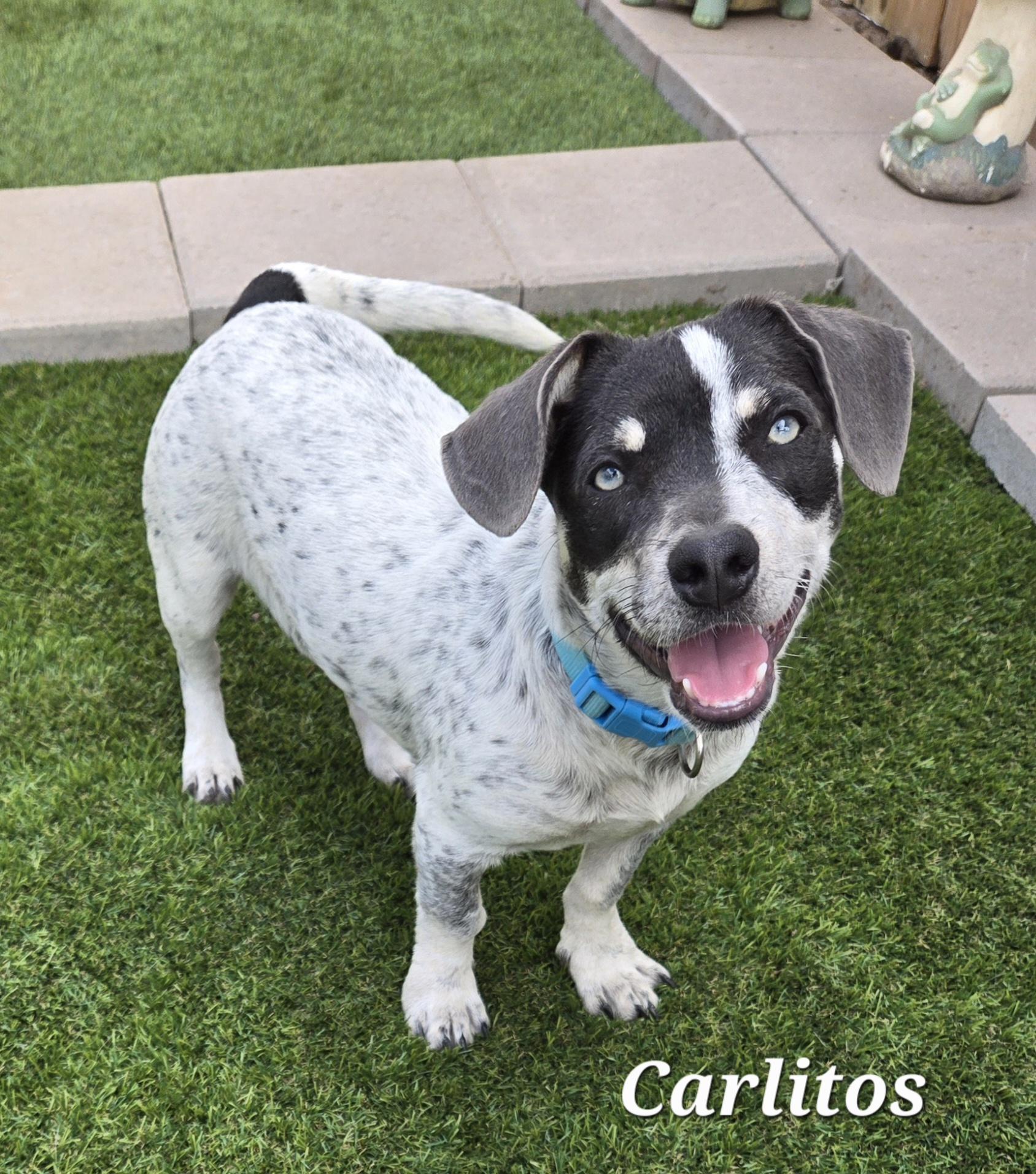 Carlitos , adopted, Young Male Chihuahua.